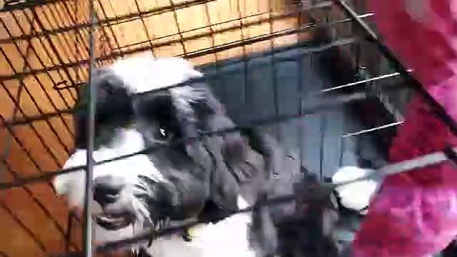 BIRD FISHING- Ouch!! Little Dog + Sugar = High Jumps (FUNnel Vision Shawn Reacts Vlog)