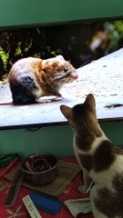 Cat Tries to Catch TV Rat