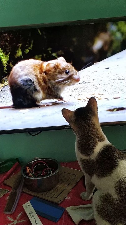 Cat Tries to Catch TV Rat
