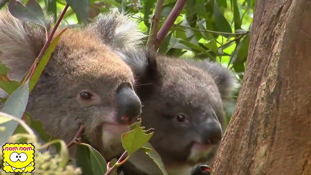 Apprendre les Couleurs Et les Animaux de Zoo pour Enfants avec des Animaux Jouets, des Moules de Sable & Toy Pelles #NomNomToys