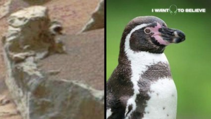 If look at Mars for a long time, you can see the penguin