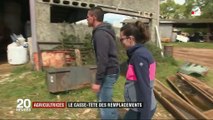 Congé maternité : les agricultrices ont du mal à s'arrêter faute de remplacement