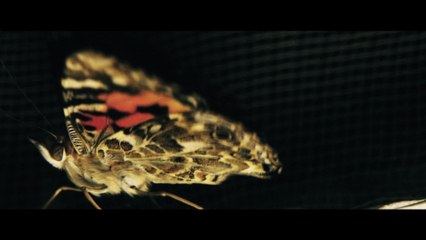 Esperanza Spalding - Thang