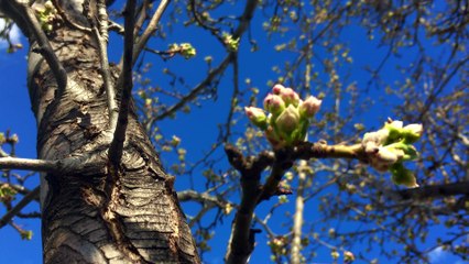 Dream Bubble One Minute Nature Bath 56