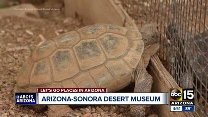Let's Go Places in Arizona:  Saguaro National Park and Arizona-Sonora Desert Museum