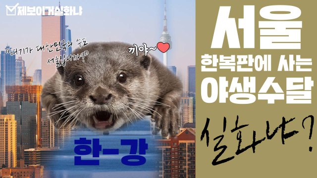 [제보이거실화냐] 서울 한복판에 사는 야생 수달 실화냐? / YTN