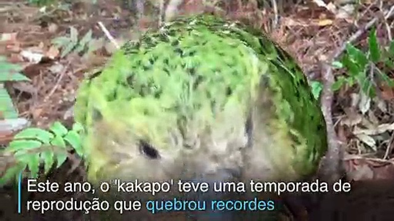 Um papagaio resistente