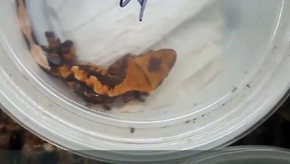 강서출장안마 -후불100%ョØ7Øg7733w9649｛카톡XPF889｝강서전지역출장마사지샵'예약'강서출장qc안마es강서출장안마 cos여3강서출장마사지황형モャヤ강서콜걸