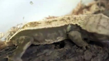 사하구출장안마 -후불100%ョØ7Øk7575sØØ69｛카톡CK654}사하구전지역출장마사지샵'예약'사하구출장qc안마es사하구출장안마 cos여3사하구출장마사지황형▣◑▒사하구콜걸