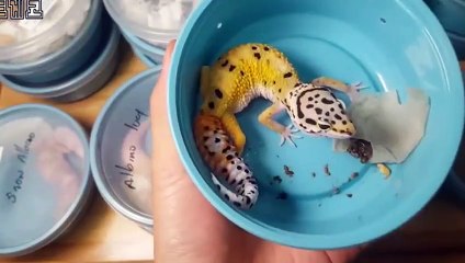 강진출장안마 -후불100%ョØ7Øg7733w9649｛카톡XPF889｝강진전지역출장마사지샵'예약'강진출장qc안마es강진출장안마 cos여3강진출장마사지황형ゲゴサ강진콜걸