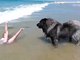 Loyal dog-The giant dog goes swimming with the owner