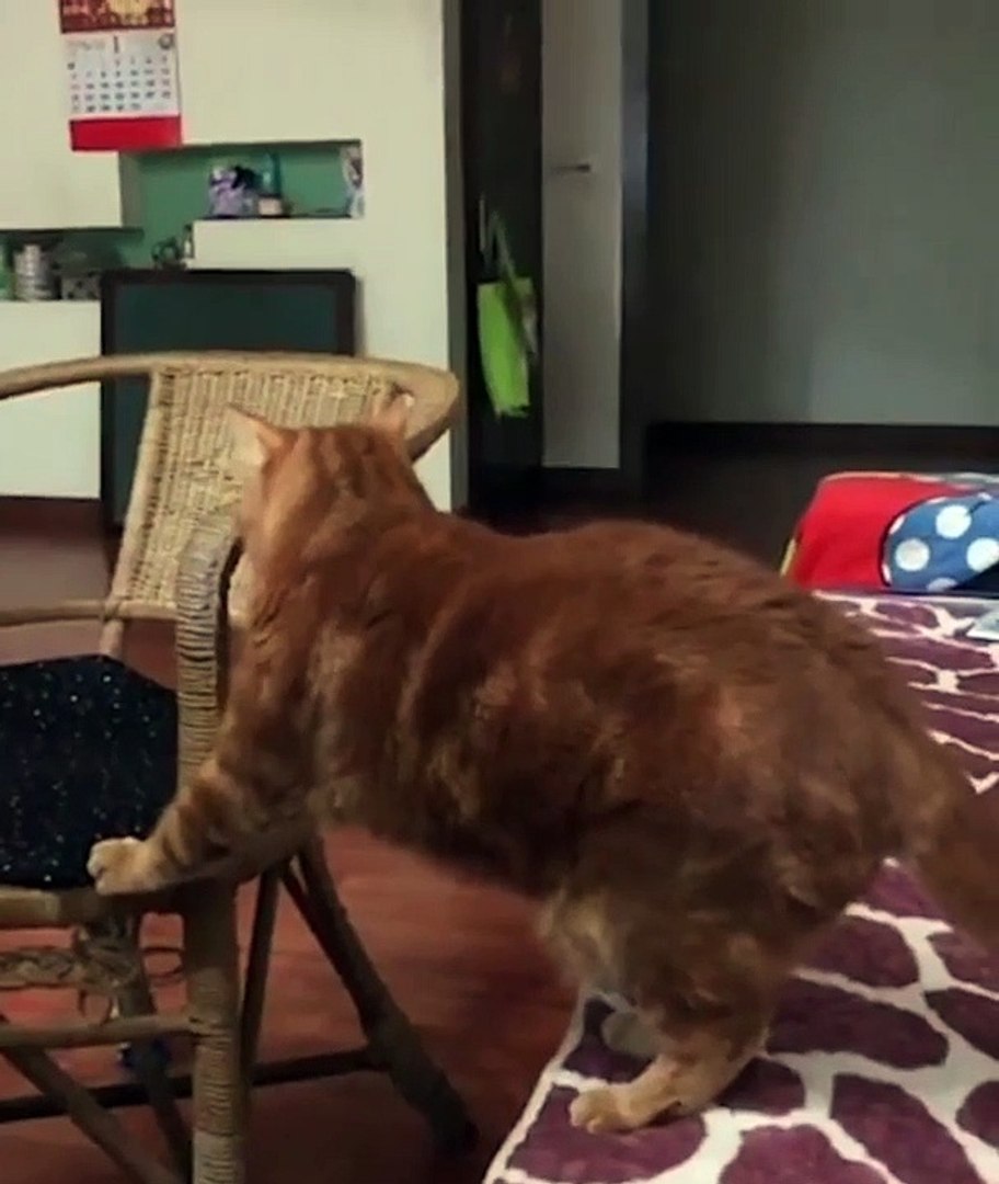 Goofy cat - The Laughing Cat - Funny cat