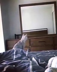 Funny cat - The cat first looked at the mirror