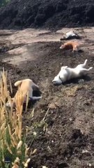 Funny dogs - Crazy dogs - Naughty dogs