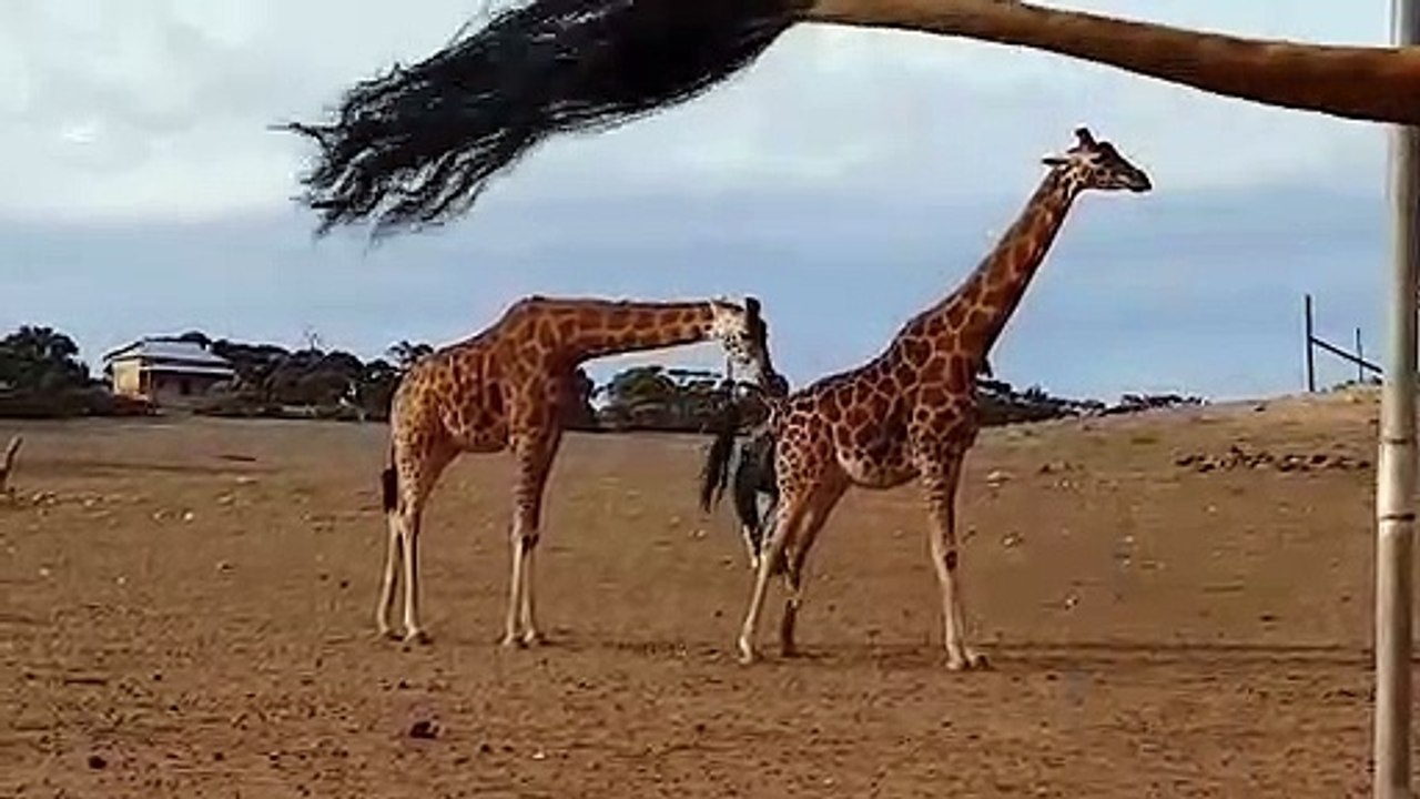 RAW:  Giraffe calf birth at Monarto Zoo in SA