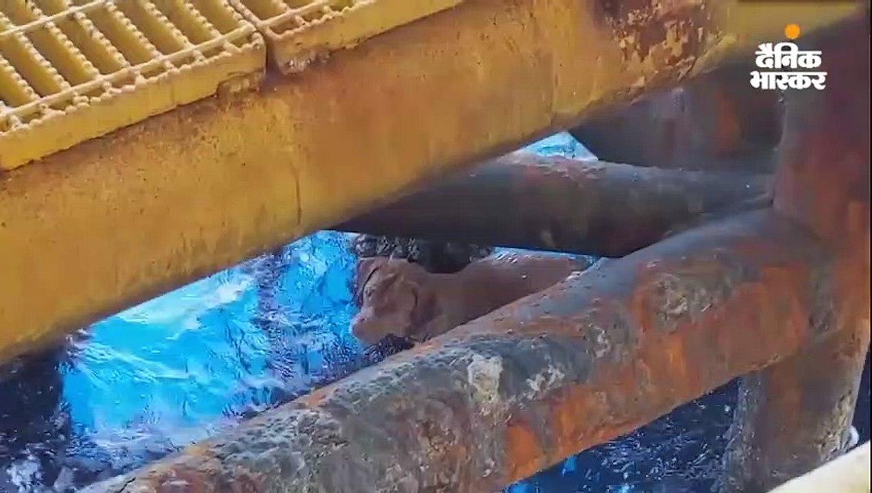 पानी में डूब रहे कुत्ते को तेल कंपनी के कर्मचार...