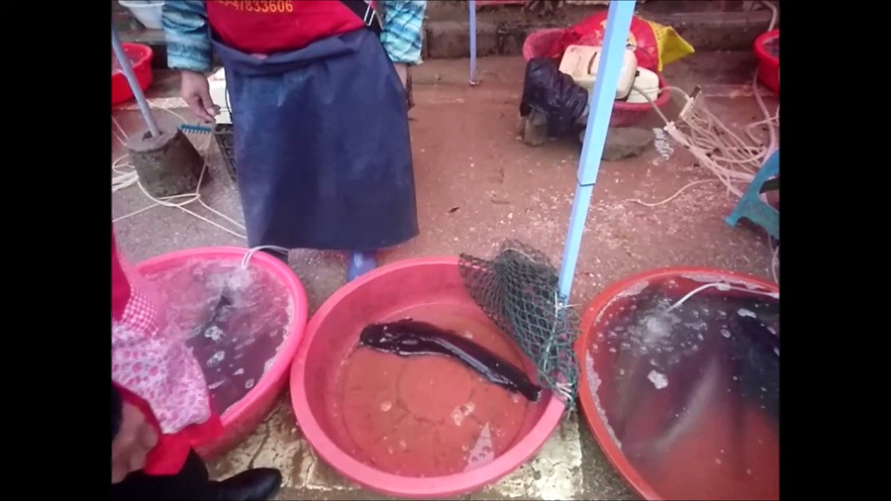 Fish in China's province