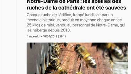 Les abeilles de Notre-Dame sauvées