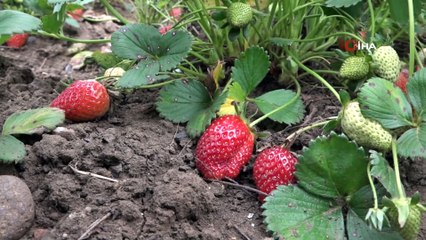 Sezonun ilk Osmanlı çileği çıktı, fiyatı el yakıyor