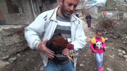 Bu horoz korkunca “anne” diye ötüyor