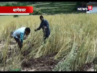 लगातार 3 दिन बारिश से गेहूं की फसल चौपट, फल और सब्जियां भी बर्बाद