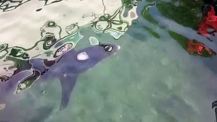 Marseille : un requin de 3m coincé dans le port de l’Estaque