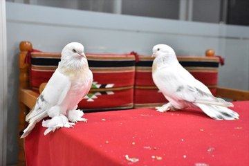 Bu Güvercinin Değeri Dudak Uçuklatıyor! 150 Bin Lira Teklif Eden Oldu