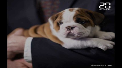 Quand les Français habillent leurs animaux de compagnie