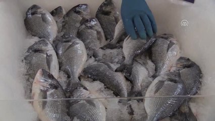 Su Ürünleri İhracatında 2023 Hedefi 1,5 Milyar Dolar"