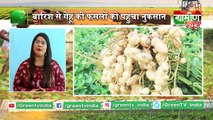 Kisan Bulletin -   सेहत के लिए भी फायदेमंद है काली गेहूं | Grameen News