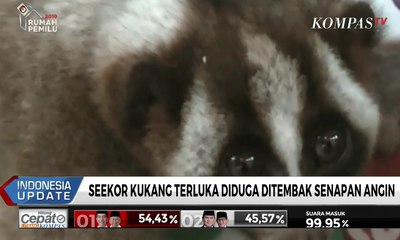 Seekor Kukang Terluka Diduga Ditembak Senapan Angin