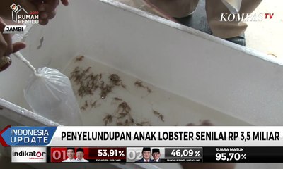 Penyelundupan Anak Lobster Senilai Rp 3,5 Miliar