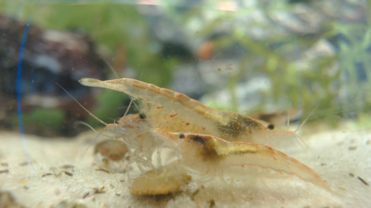 Dailymotion Shrimps  