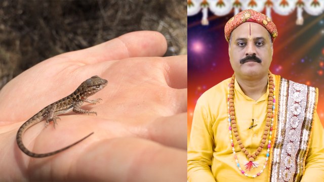 Lizard falling on body parts, Good or Bad : छिपकली का किसी अंग पर गिरना शुभ है या अशुभ | Boldsky