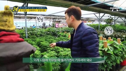 '천연 공기청정기' 대세 중의 대세 공기정화식물! 심지어 저렴하기까지?!