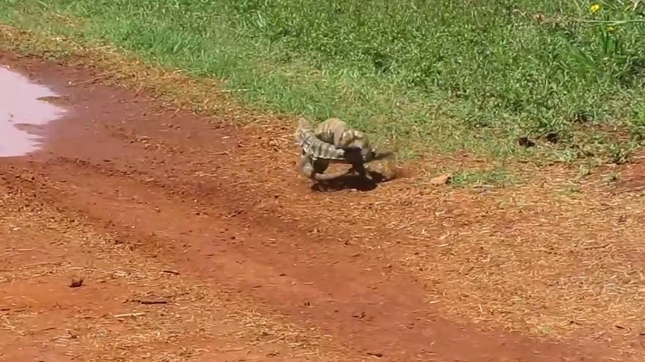 Combat insolite entre 2 gros lézards