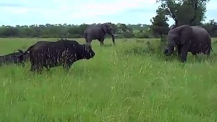 Un éléphant se défend contre un buffle et lui fait passer un mauvais moment