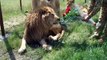 Il offre des fleurs à un lion... Pourquoi pas