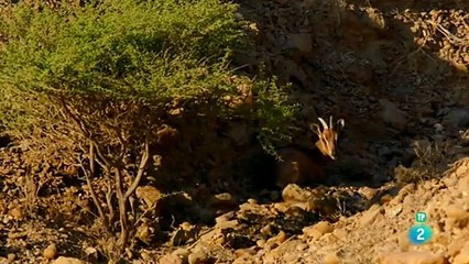 LAS MARAVILLAS DEL WADI  INFIERNO ARÁBIGO  DOCUMENTAL.