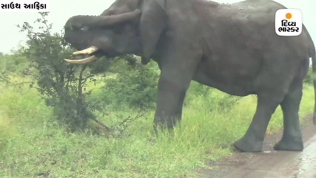 વીડિયો બનાવવાં માટે નજીક જતાં જ ભડકેલો હાથી ટૂરિસ્ટ કારની સામે દોડ્યો, શોકિંગ વીડિયો વાઈરલ