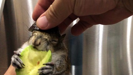 Seymour the Squirrel Safely Eating Avocado