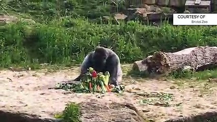 GOODLINES: 20th April 2019