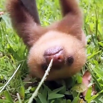 Ces adorables paresseux vont vous arracher un sourire. Trop cute !