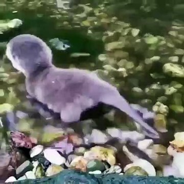Voici le bébé loutre plus mignon du monde. Adorable !