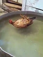Sleeping Hen - Hen enjoying as a man in swimming pool