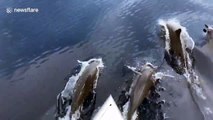 Tourists amazed when dolphins swim alongside boat