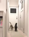 Cat Dramatically Jumps Over Another Cat to Escape Being Cornered