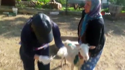 Ağıla giren sokak köpekleri 10 koyunu telef etti