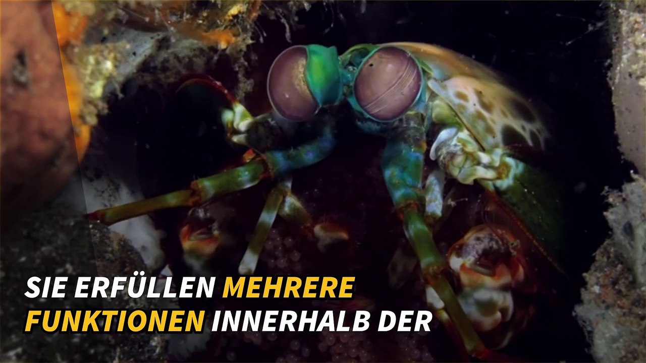 Alles über Krustentiere
