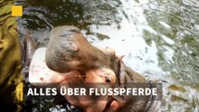 Alles über Flusspferde